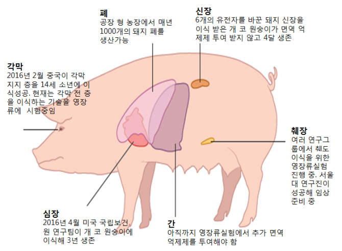 돼지에서 사람에 적용가능한 부위와 현재 기술 수준 - Nature 제공